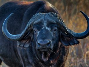 ngooo-1-pachse6jjzyggvibfiwkjreajulq5dz7pec2k4c6eo