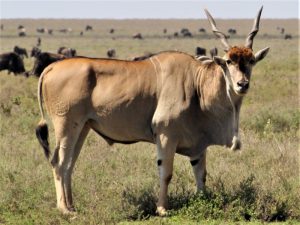 ruaha1-pgkpo1mvfmjmomqcn4wigh98wz21gdt84qh0o54pkg
