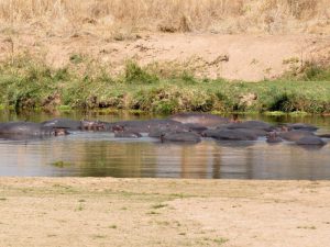 ruaha3-pgkppro7yowjyw88kvpw11lo4ek9kenid9j2cekq5s