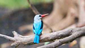 sa2-pgiwnkg05gl19se6vu8zmxiji1apf5b8s7us4dl85w