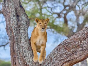 tr-lin-1-pachsd8pd5x659jol0hxz9mtygqcxovhd9ol2udkkw