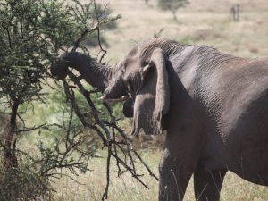 tr3-1-pachsf4dqtzqshgya1b7495r58h3d32y1izk1eas8g